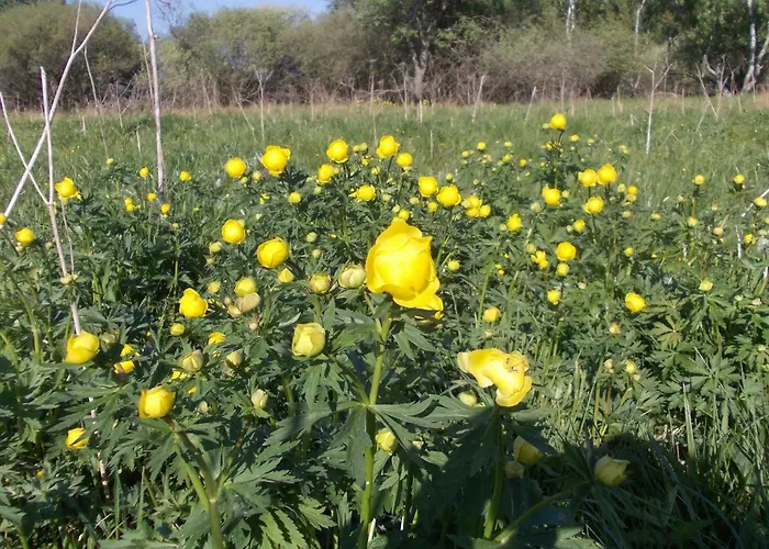 U Kolonady Appartement *